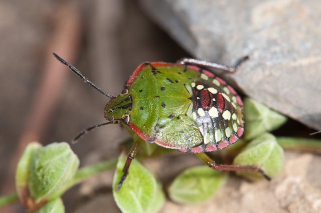Pentatomidae: Nezara viridula, juv.